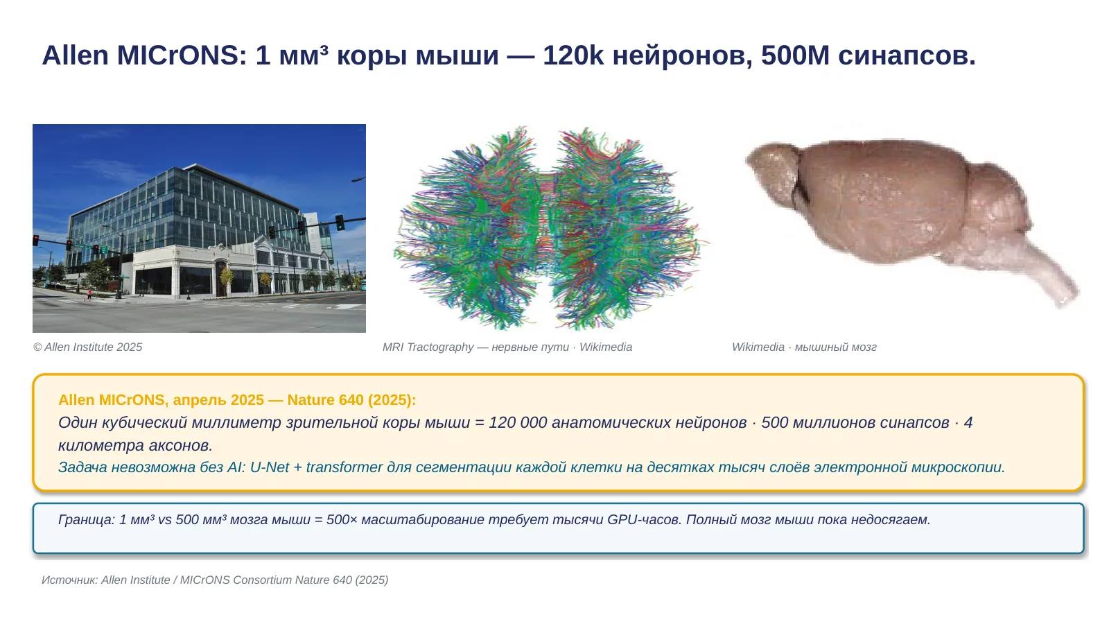 Слайд 22. Allen MICrONS: 1 мм³ зрительной коры